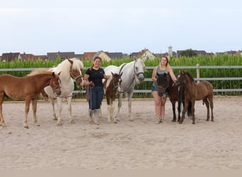 Meer ponys/kleine paarden Mix, Merrie, veulen (04/2023), 142 cm, kan schimmel zijn