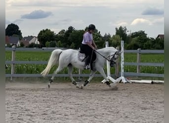 Meer ponys/kleine paarden Mix, Merrie, veulen (04/2023), 142 cm, kan schimmel zijn