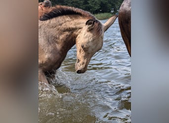 Meer ponys/kleine paarden, Merrie, veulen (05/2024), 143 cm, Buckskin