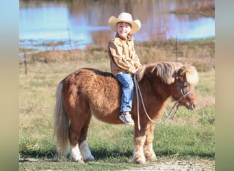 Meer ponys/kleine paarden, Ruin, 10 Jaar, 102 cm, Falbe