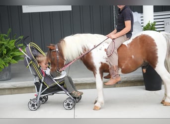 Meer ponys/kleine paarden, Ruin, 10 Jaar, 102 cm, Gevlekt-paard