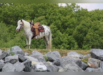 Meer ponys/kleine paarden, Ruin, 10 Jaar, 112 cm, Wit