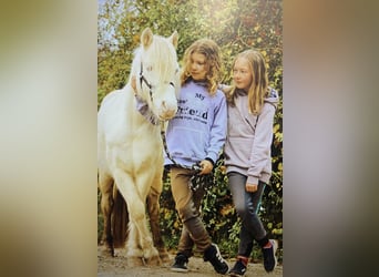 Meer ponys/kleine paarden, Ruin, 10 Jaar, 114 cm, Cremello