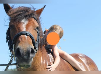 Meer ponys/kleine paarden, Ruin, 10 Jaar, 128 cm, Bruin