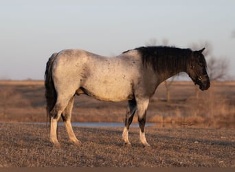 Meer ponys/kleine paarden, Ruin, 10 Jaar, 130 cm, Roan-Blue