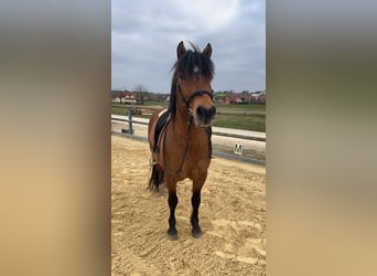 Meer ponys/kleine paarden, Ruin, 10 Jaar, 143 cm, Bruin