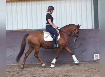 Meer ponys/kleine paarden, Ruin, 10 Jaar, 144 cm, Vos