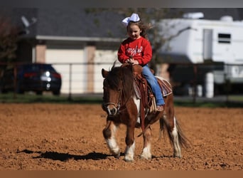 Meer ponys/kleine paarden, Ruin, 10 Jaar, 97 cm, Gevlekt-paard
