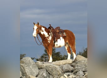 Meer ponys/kleine paarden, Ruin, 10 Jaar, Gevlekt-paard