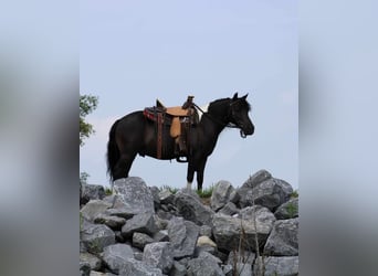 Meer ponys/kleine paarden, Ruin, 11 Jaar, 112 cm, Zwart