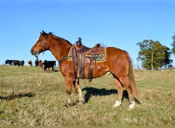 Meer ponys/kleine paarden, Ruin, 11 Jaar, 135 cm, Roodvos