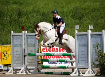 Meer ponys/kleine paarden, Ruin, 11 Jaar, 144 cm, Gevlekt-paard