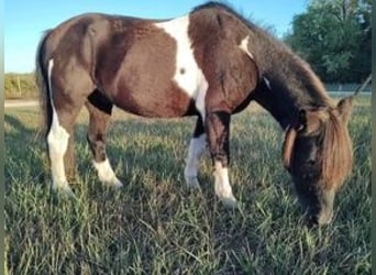 Meer ponys/kleine paarden, Ruin, 12 Jaar, 112 cm, Gevlekt-paard