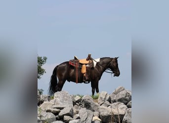 Meer ponys/kleine paarden, Ruin, 12 Jaar, 112 cm, Zwart