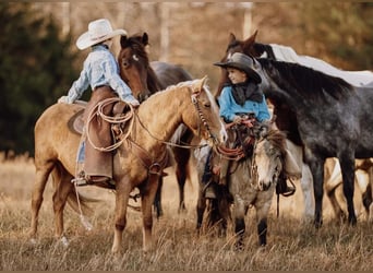 Meer ponys/kleine paarden, Ruin, 12 Jaar, 124 cm, Palomino