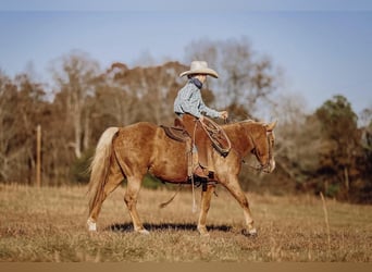 Meer ponys/kleine paarden, Ruin, 12 Jaar, 124 cm, Palomino