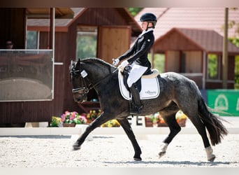 Meer ponys/kleine paarden, Ruin, 12 Jaar, 148 cm, Schimmel