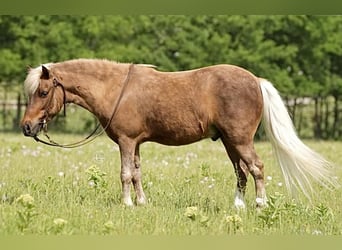 Meer ponys/kleine paarden, Ruin, 13 Jaar, 102 cm, Palomino