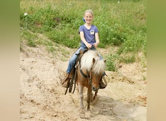 Meer ponys/kleine paarden, Ruin, 13 Jaar, 102 cm, Palomino