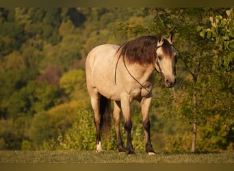 Meer ponys/kleine paarden, Ruin, 13 Jaar, 122 cm, Buckskin