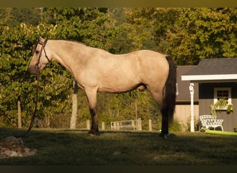 Meer ponys/kleine paarden, Ruin, 13 Jaar, 122 cm, Buckskin