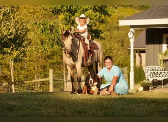 Meer ponys/kleine paarden, Ruin, 13 Jaar, 122 cm, Buckskin