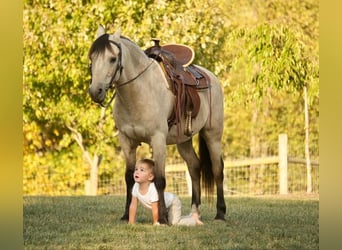 Meer ponys/kleine paarden, Ruin, 13 Jaar, 122 cm, Buckskin