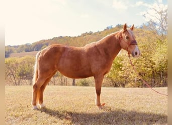 Meer ponys/kleine paarden, Ruin, 13 Jaar, 124 cm, Palomino