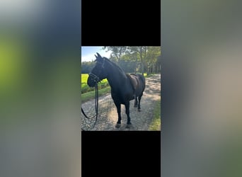 Meer ponys/kleine paarden, Ruin, 13 Jaar, 130 cm, Zwart