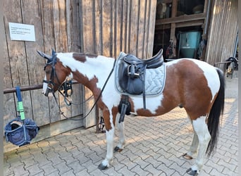 Meer ponys/kleine paarden Mix, Ruin, 13 Jaar, 142 cm, Gevlekt-paard