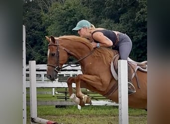 Meer ponys/kleine paarden, Ruin, 13 Jaar, 147 cm, Donkere-vos