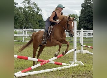 Meer ponys/kleine paarden, Ruin, 13 Jaar, 147 cm, Donkere-vos