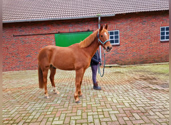 Meer ponys/kleine paarden, Ruin, 13 Jaar, 148 cm, Vos