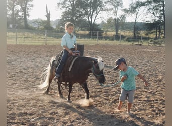Meer ponys/kleine paarden, Ruin, 13 Jaar, 99 cm, Palomino