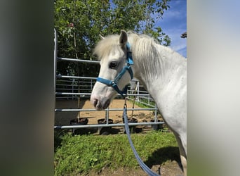 Meer ponys/kleine paarden, Ruin, 14 Jaar, 115 cm, Schimmel