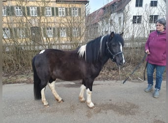 Meer ponys/kleine paarden, Ruin, 14 Jaar, 125 cm, Gevlekt-paard