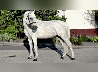 Meer ponys/kleine paarden, Ruin, 14 Jaar, 133 cm