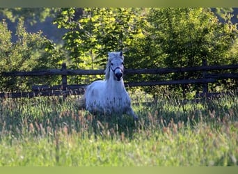 Meer ponys/kleine paarden Mix, Ruin, 15 Jaar, 127 cm, Schimmel