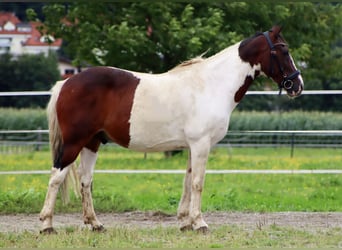 Meer ponys/kleine paarden, Ruin, 16 Jaar, 147 cm, Gevlekt-paard