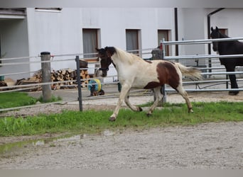 Meer ponys/kleine paarden, Ruin, 16 Jaar, 147 cm, Gevlekt-paard