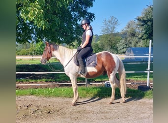 Meer ponys/kleine paarden, Ruin, 16 Jaar, 147 cm, Gevlekt-paard