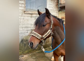 Meer ponys/kleine paarden, Ruin, 17 Jaar, 135 cm, Bruin