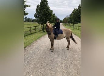 Meer ponys/kleine paarden Mix, Ruin, 17 Jaar, 138 cm, Lichtbruin