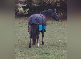 Meer ponys/kleine paarden Mix, Ruin, 19 Jaar, 148 cm, Falbe