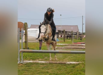 Meer ponys/kleine paarden, Ruin, 3 Jaar, 140 cm