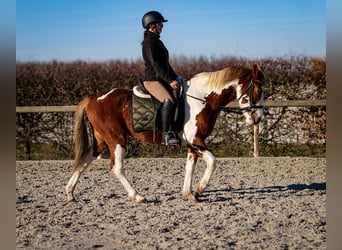 Meer ponys/kleine paarden, Ruin, 3 Jaar, 144 cm, Gevlekt-paard