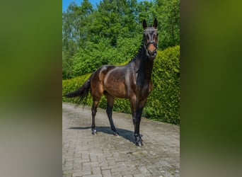 Meer ponys/kleine paarden, Ruin, 3 Jaar, 146 cm, Donkerbruin