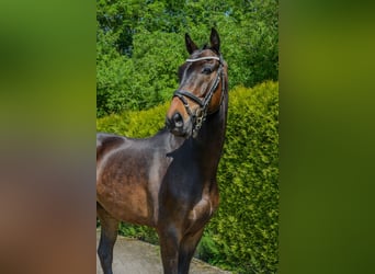 Meer ponys/kleine paarden, Ruin, 3 Jaar, 146 cm, Donkerbruin