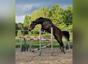 Meer ponys/kleine paarden, Ruin, 3 Jaar, 146 cm, Donkerbruin