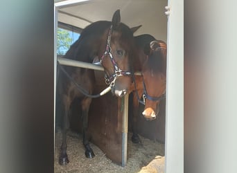 Meer ponys/kleine paarden, Ruin, 3 Jaar, 146 cm, Donkerbruin